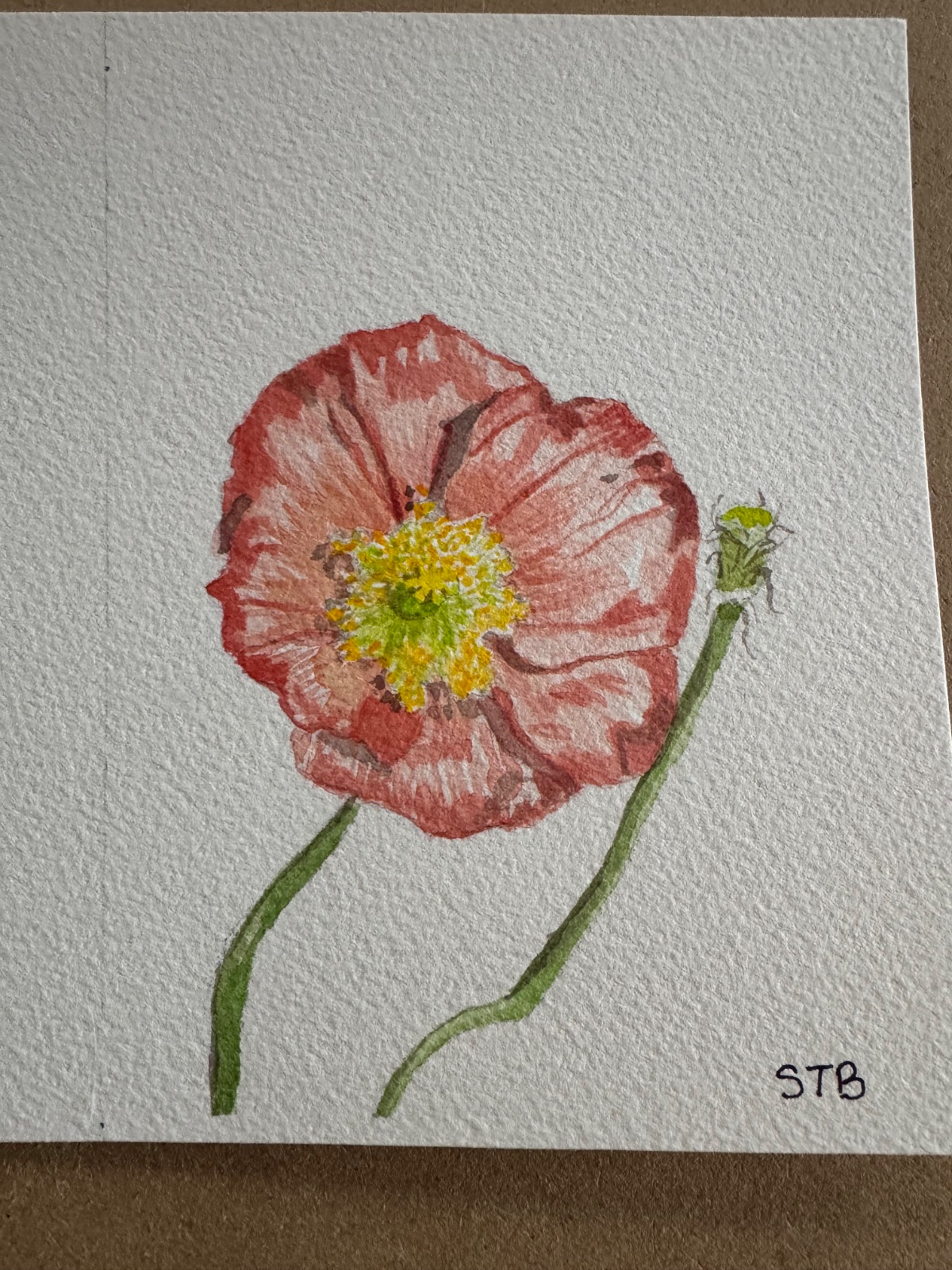 Icelandic Poppy