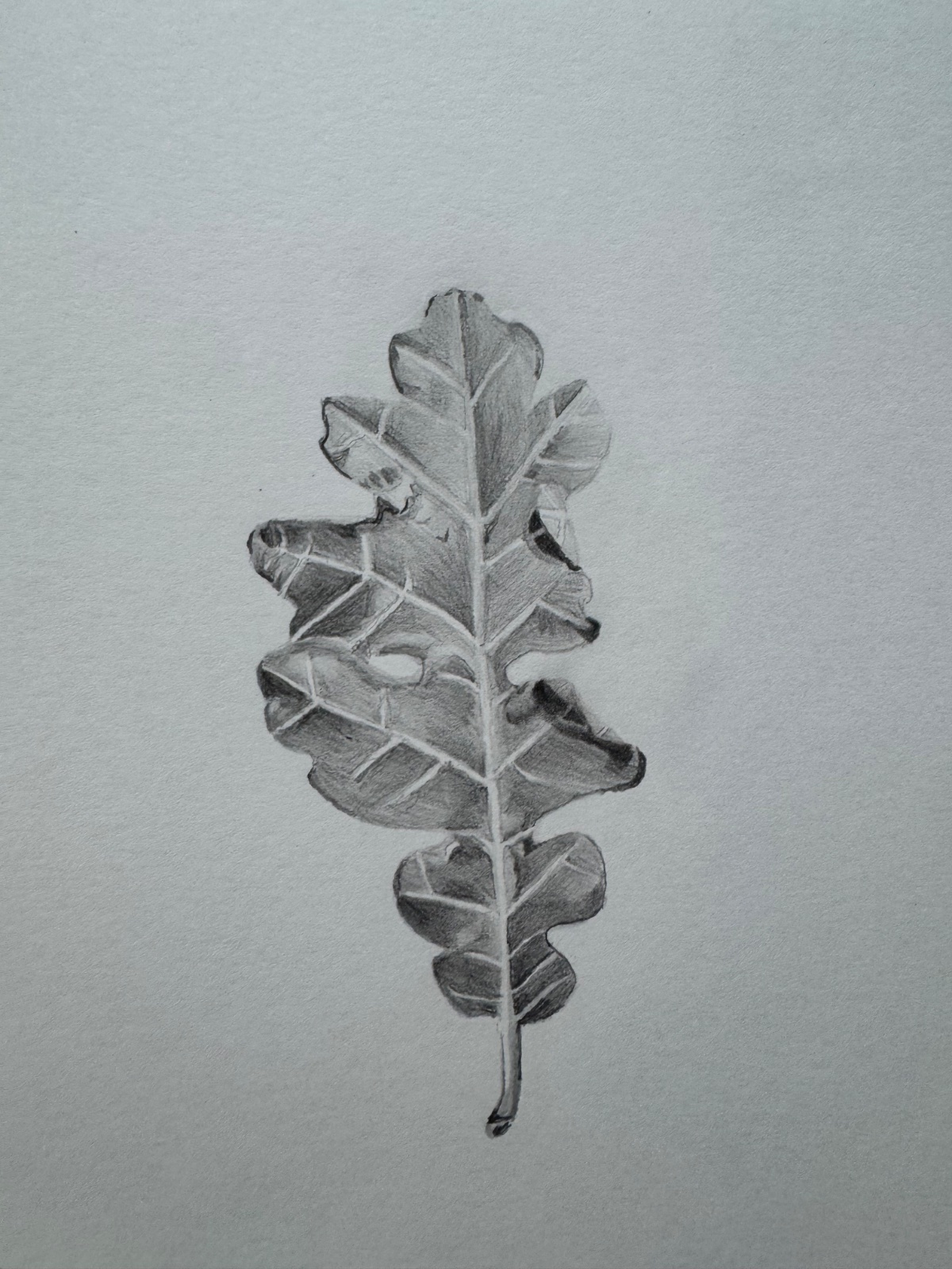 Oak leaf
