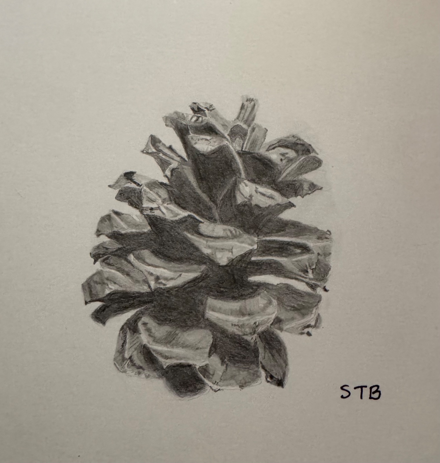 Pinecone
